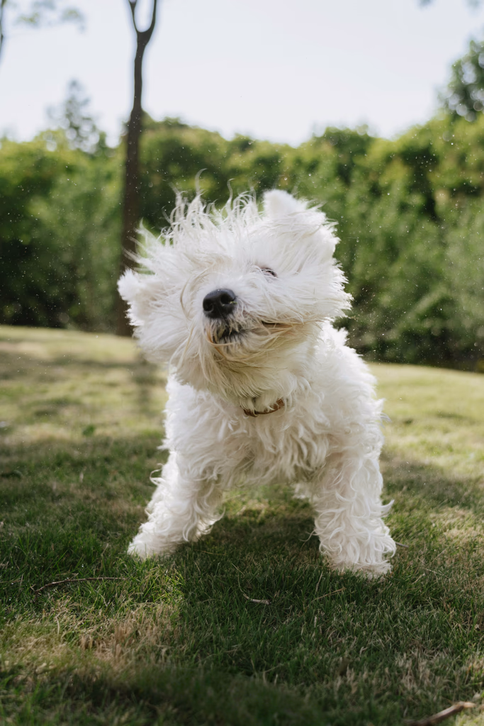 Fluffy white dog shaking its head, water droplets flying.