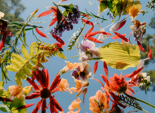 Colorful flowers and leaves floating against a blue background.